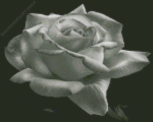 Aesthetic Black And White Rose Diamond Paintings