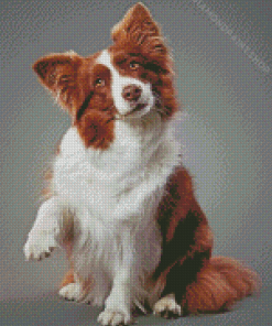 Aesthetic Brown Border Collie Pet Diamond Paintings