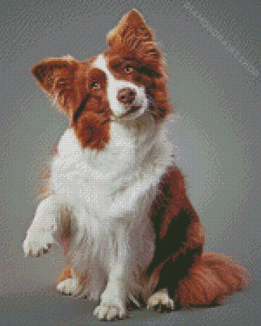 Aesthetic Brown Border Collie Pet Diamond Paintings