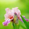 Aesthetic Pink Iris Diamond Painting