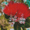 Aesthetic Red Pohutukawa Flower Diamond Painting