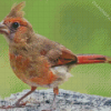 Cute Juvenile Cardinal Diamond Paintings