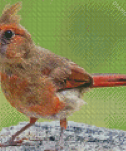 Cute Juvenile Cardinal Diamond Paintings