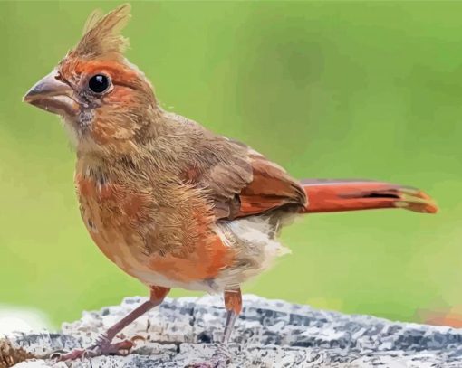 Cute Juvenile Cardinal Diamond Paintings