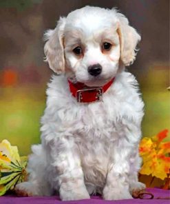 Cute Cavachon Diamond Paintings