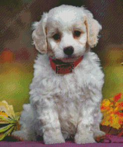 Cute Cavachon Diamond Paintings