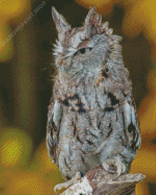 Eastern Screech Owl Diamond Paintings