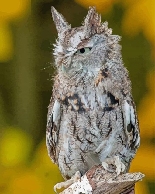 Eastern Screech Owl Diamond Paintings