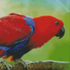 Eclectus Parrot Bird Diamond Paintings