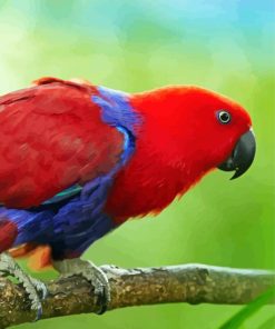 Eclectus Parrot Bird Diamond Paintings