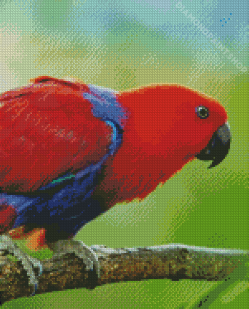 Eclectus Parrot Bird Diamond Paintings