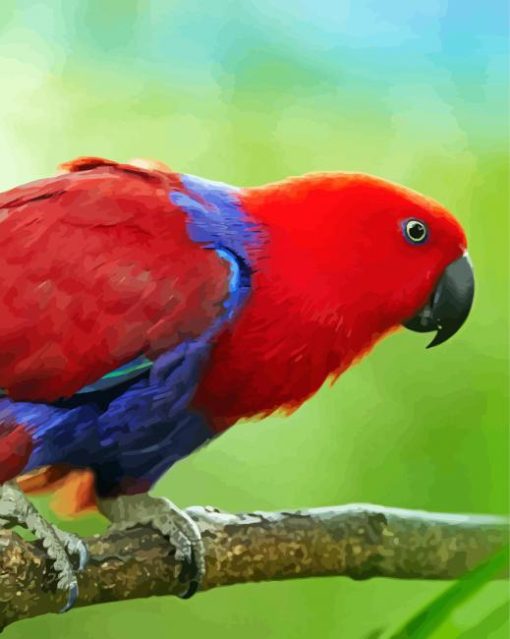 Eclectus Parrot Bird Diamond Paintings