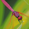 Insect Red Dragonfly Diamond Paintings