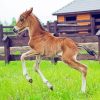 Little Horse Foal Diamond Paintings