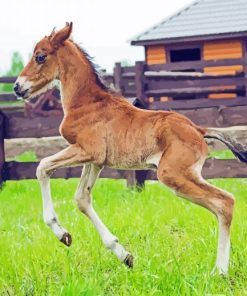 Little Horse Foal Diamond Paintings