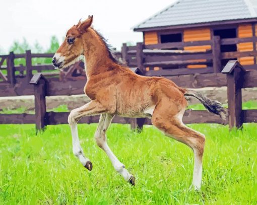 Little Horse Foal Diamond Paintings