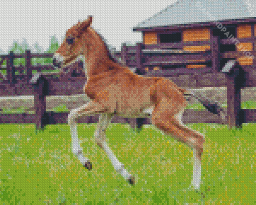 Little Horse Foal Diamond Paintings