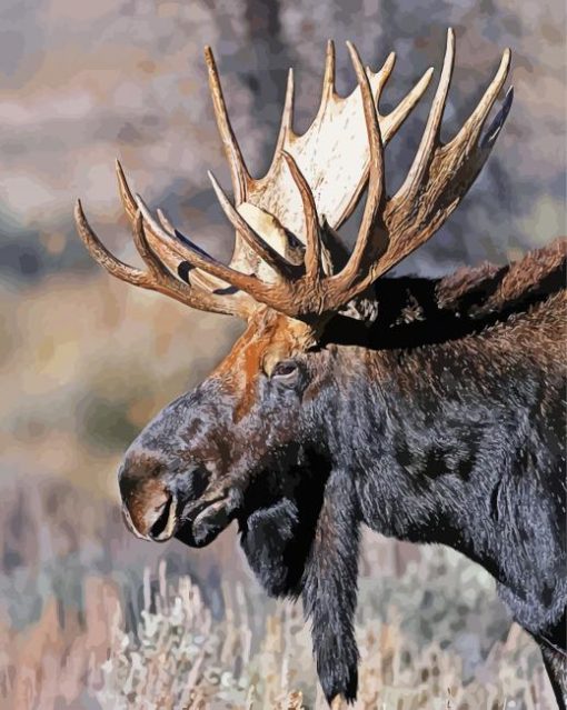 Teton Moose Head Diamond Paintings