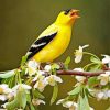 Yellow Finch On Tree Diamond Painting