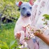 American Hairless Terrier Dog Diamond Painting