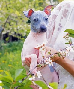 American Hairless Terrier Dog Diamond Painting