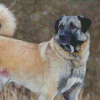 Anatolian Shepherd Diamond Painting