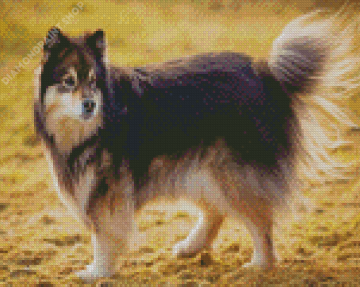 Black Finnish Lapphund Diamond Painting