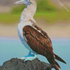 Blue Footed Boob Bird Diamond Painting