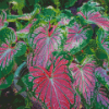 Caladium Colorful Plant Diamond Painting