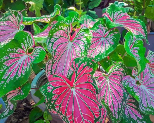 Caladium Colorful Plant Diamond Painting