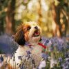 Cavachon And Flowers Diamond Painting