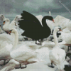 Black Swan Surrounded By White Swans Diamond Painting