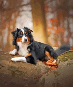 Black Tri Australian Shepherd Animal Diamond Painting