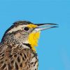 Close Up Western Meadowlark Diamond Painting