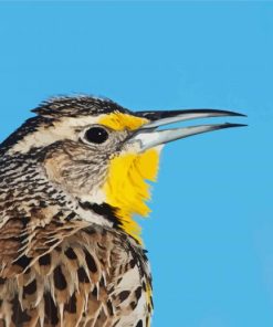 Close Up Western Meadowlark Diamond Painting