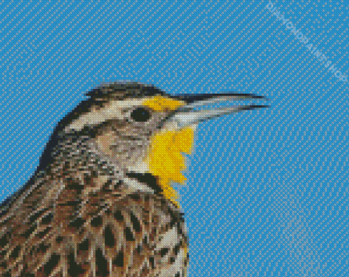 Close Up Western Meadowlark Diamond Painting