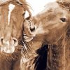 Cute Sable Island Horses Diamond Painting