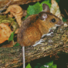 Cute Tree Mouse Diamond Painting