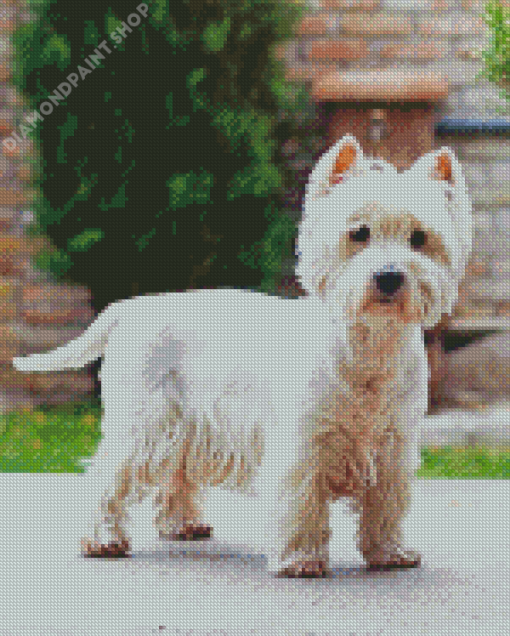 Cute West Highland Terrier Diamond Painting