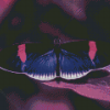 Black And Purple Butterfly Diamond Painting