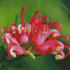 Grevillea Plant Diamond Painting