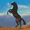 The Black Stallion Diamond Painting