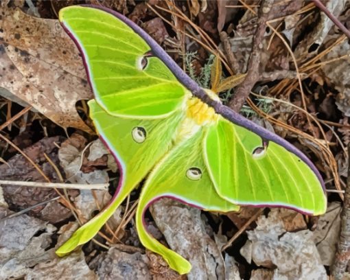 The Lunar Moth Diamond Painting