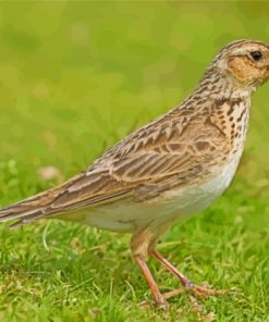 Aesthetic Eurasian Skylark Diamond Painting