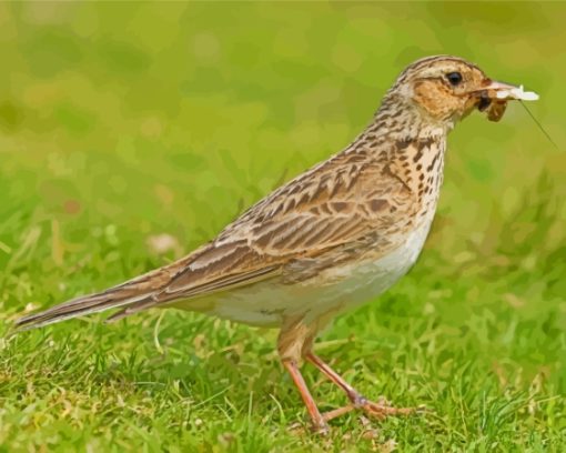 Aesthetic Eurasian Skylark Diamond Painting