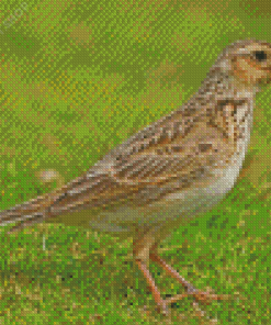 Aesthetic Eurasian Skylark Diamond Painting