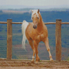 Aesthetic Palomino Horse Diamond Painting