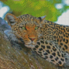 Aesthetic Wild Leopard Diamond Painting