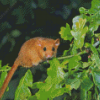 Dormouse On Tree Diamond Painting