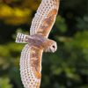 Female Barn Owl Wings Diamond Painting